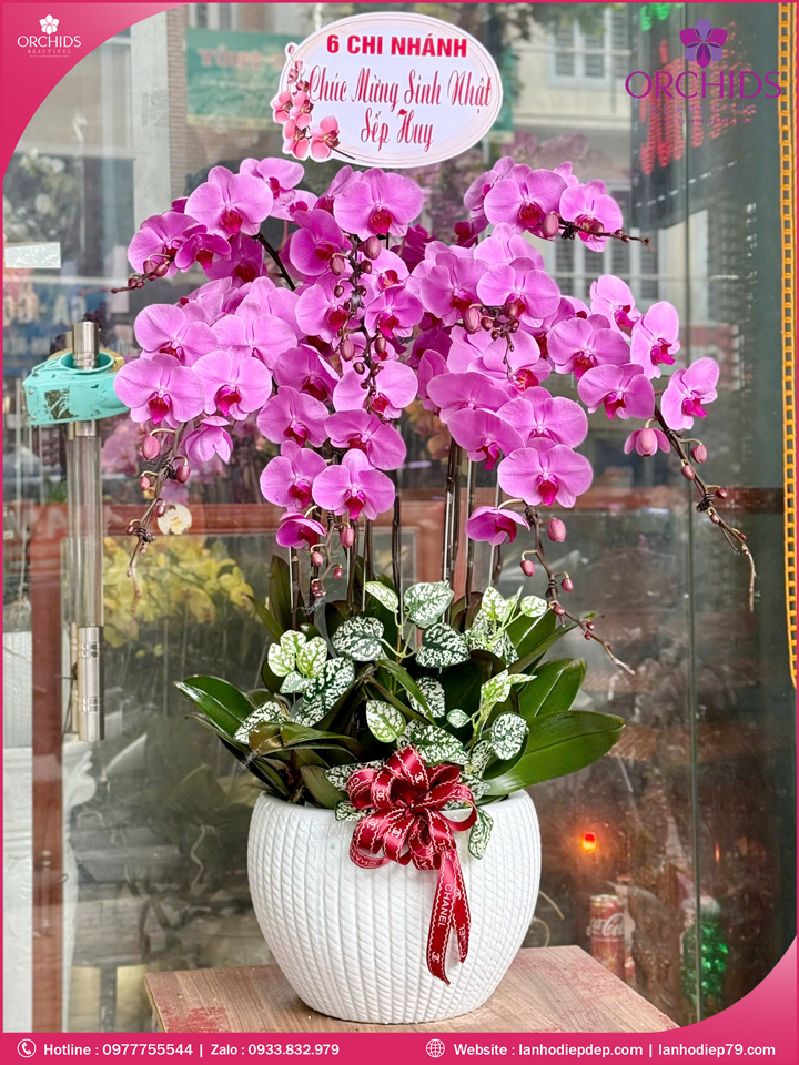 Chậu hoa lan hồ điệp hồng 9 cành