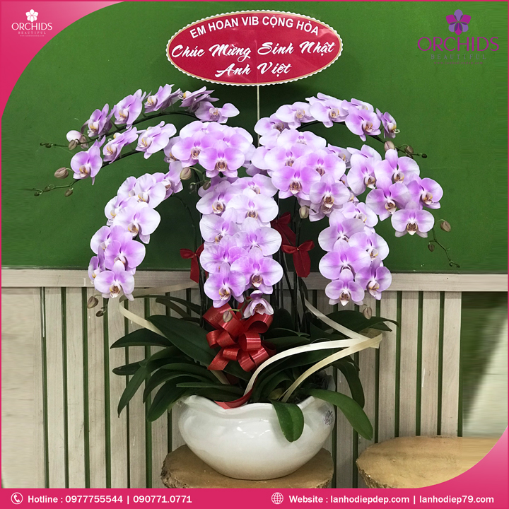Chậu hoa lan hồ điệp hồng 9 cành