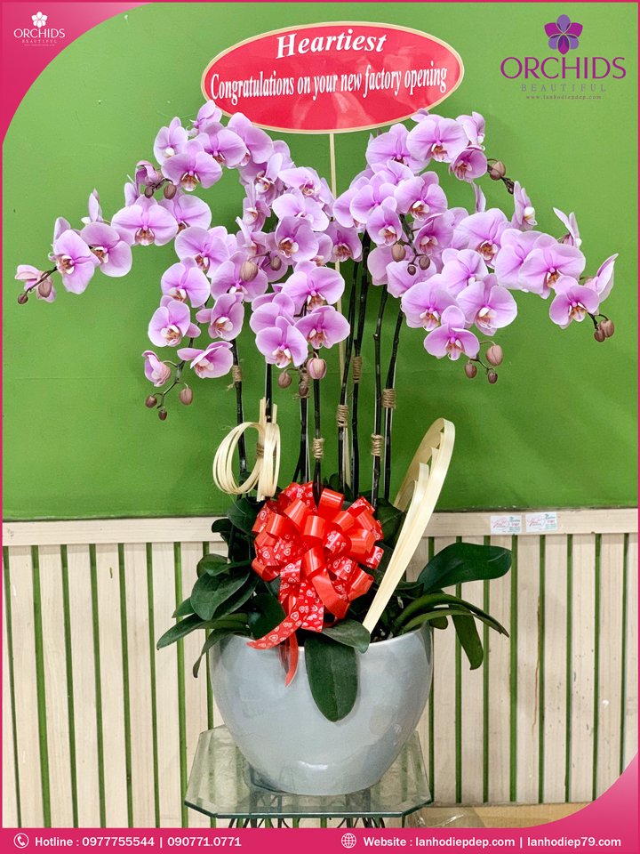 Chậu hoa lan hồ điệp hồng 9 cành