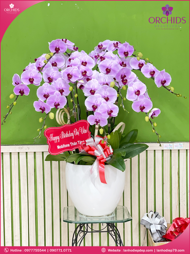Chậu hoa lan hồ điệp hồng 9 cành