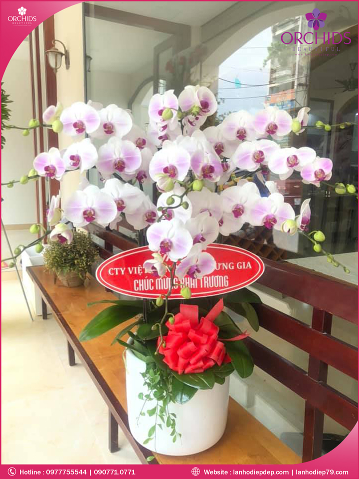 Chậu hoa lan hồ điệp hồng 9 cành