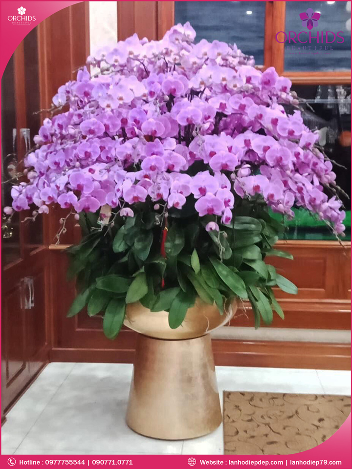 Chậu hoa lan hồ điệp hồng 99 cành