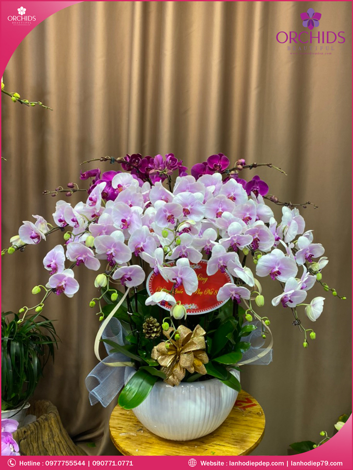 Chậu hoa lan hồ điệp hồng tím 15 cành