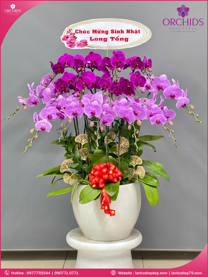 Chậu hoa l;an hồ điệp tím hồng 15 cành