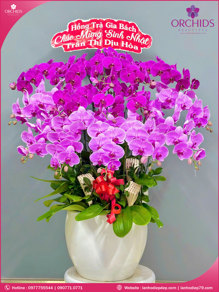 Chậu hoa lan hồ điệp tím hồng 15 cành