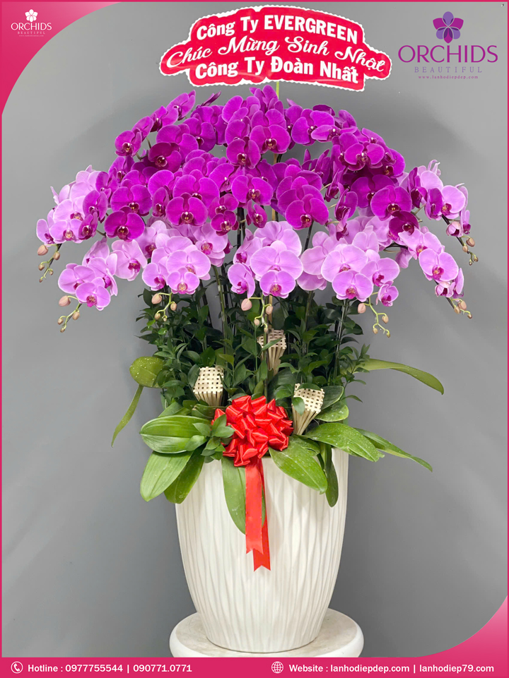 Chậu hoa lan hồ điệp tím hồng 15 cành