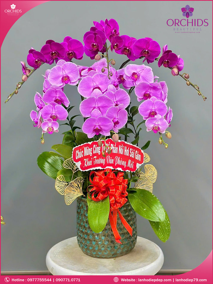 Chậu hoa lan hồ điệp tím hồng 6 cành