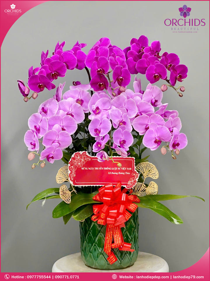 Chậu hoa lan hồ điệp tím hồng 6 cành