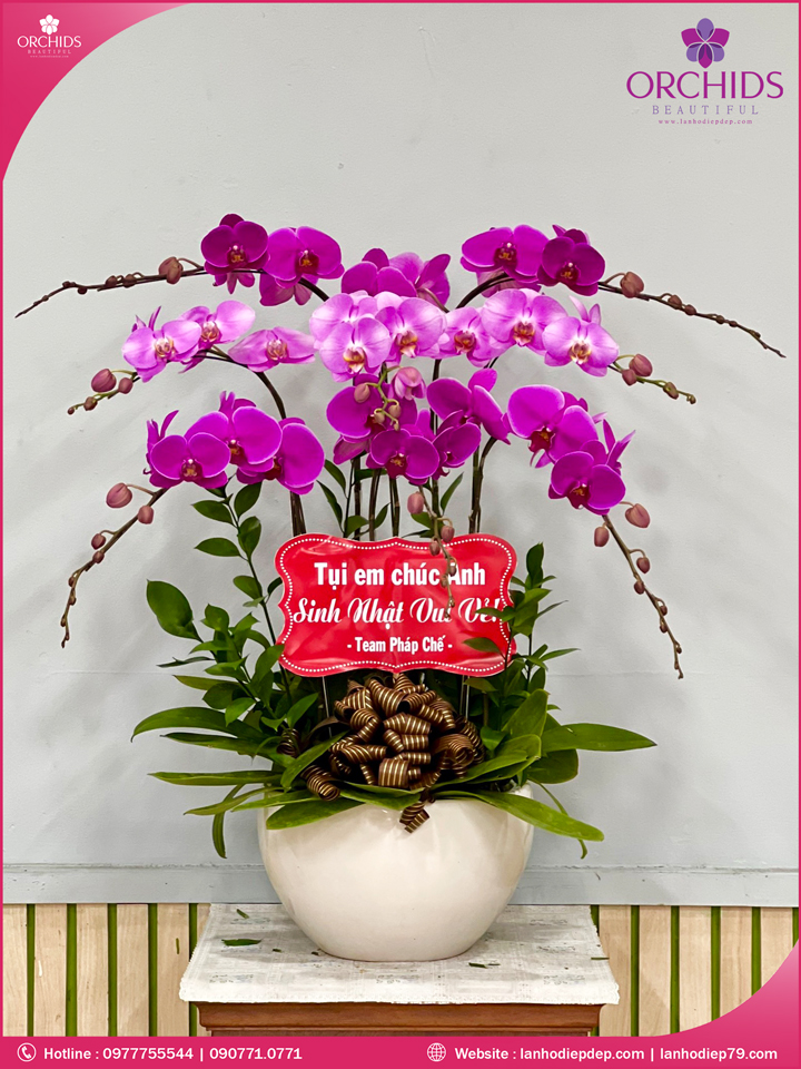 Chậu hoa lan hồ điệp hồng tím 8 cành