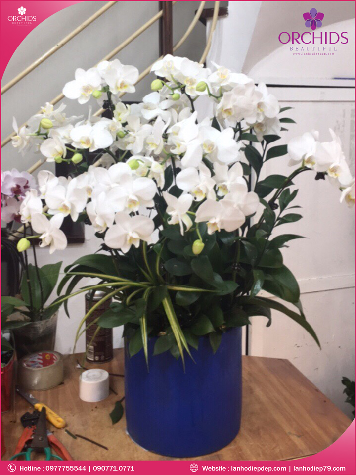 Chậu hoa lan hồ điệp mini trắng 10 cành