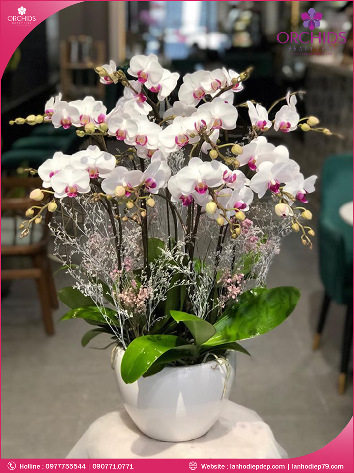 Chậu hoa lan hồ điệp mini trắng 10 cành