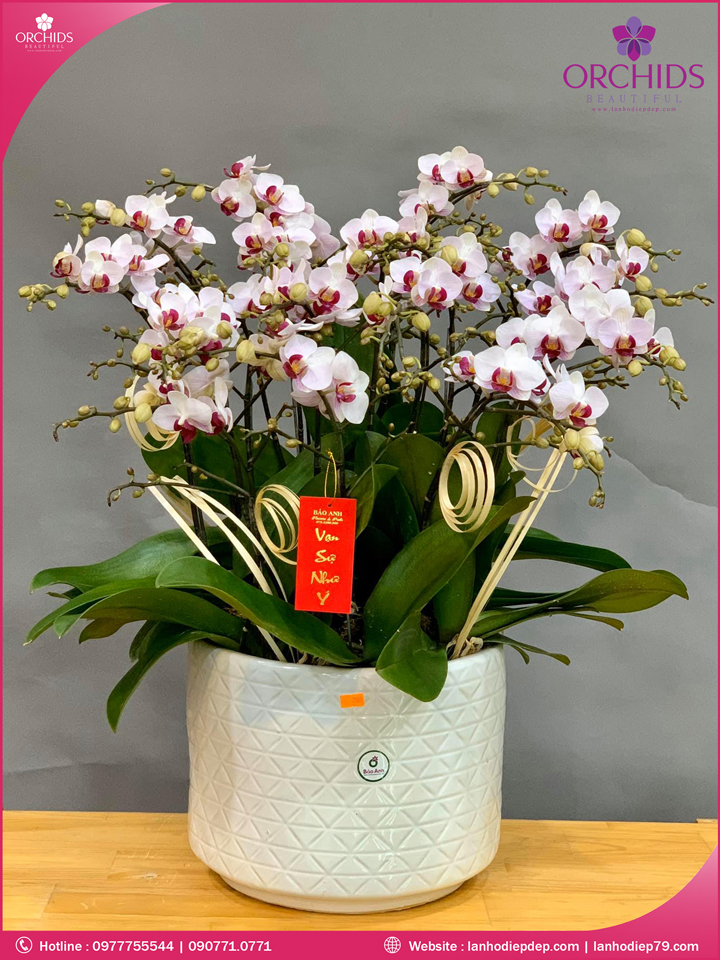 Chậu hoa lan hồ điệp mini hồng 10 cành