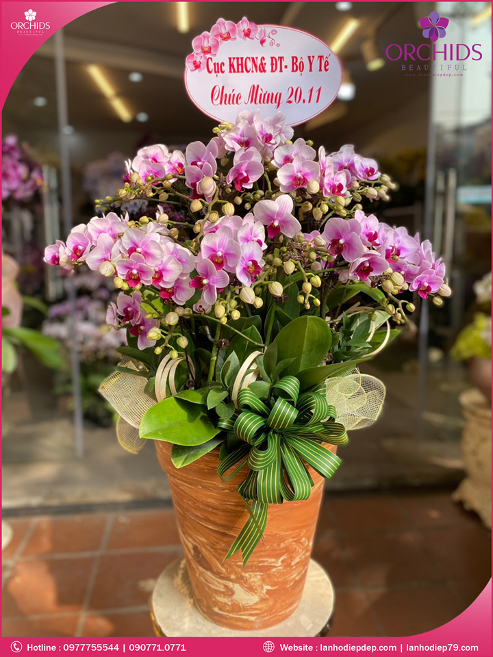 Chậu hoa lan hồ điệp mini 10 cành