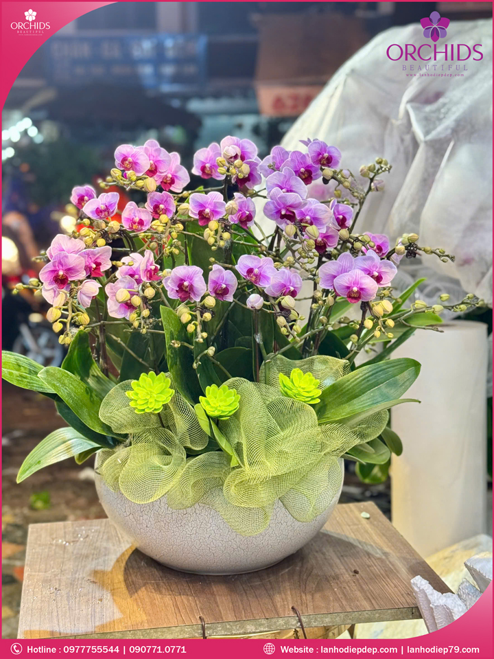 Chậu hoa lan hồ điệp mini 10 cành