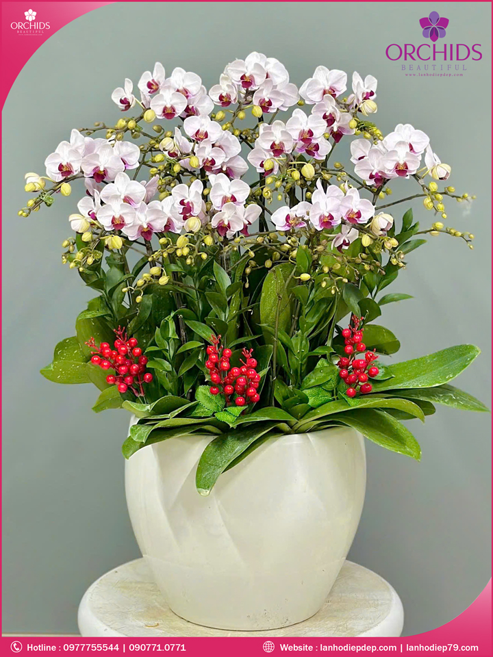 Chậu hoa lan hồ điệp mini 10 cành