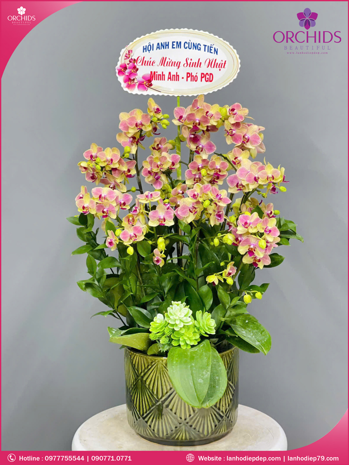 Chậu hoa lan hồ điệp mini 10 cành
