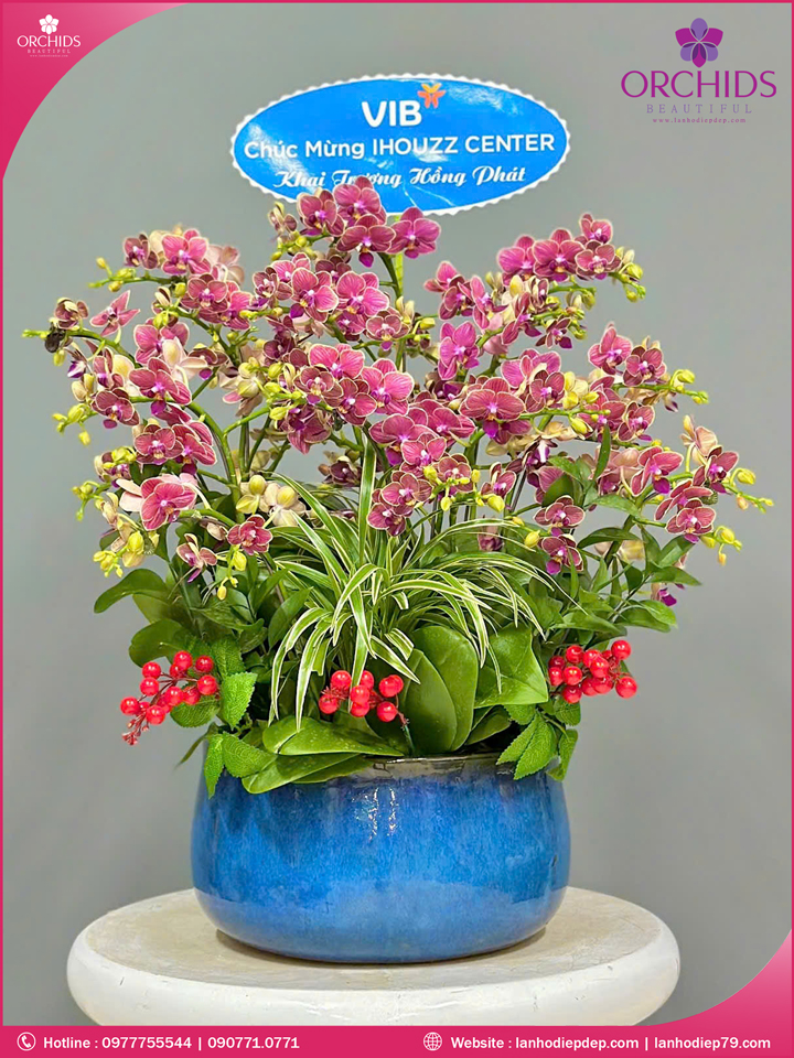 Chậu hoa lan hồ điệp mini 10 cành