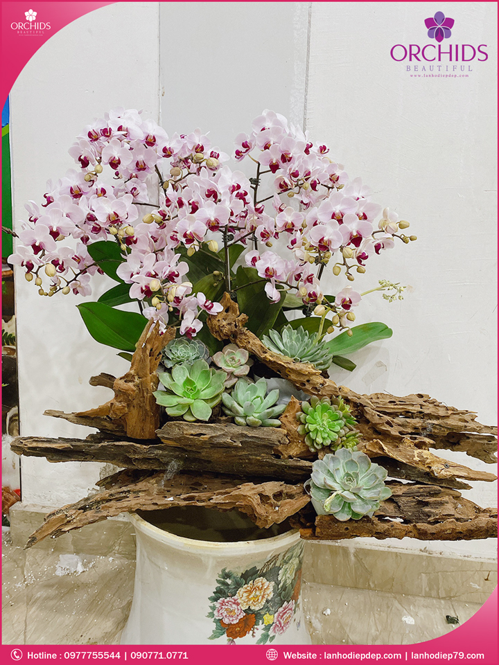 Chậu hoa lan hồ điệp mini 10 cành