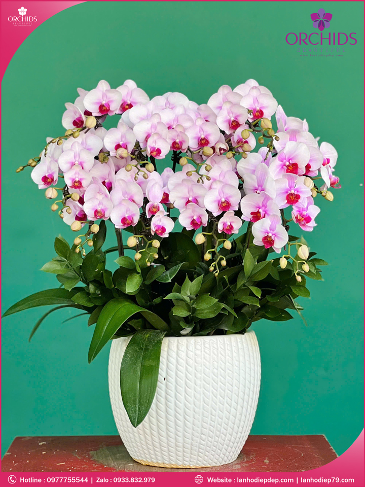Chậu hoa lan hồ điệp mini 10 cành
