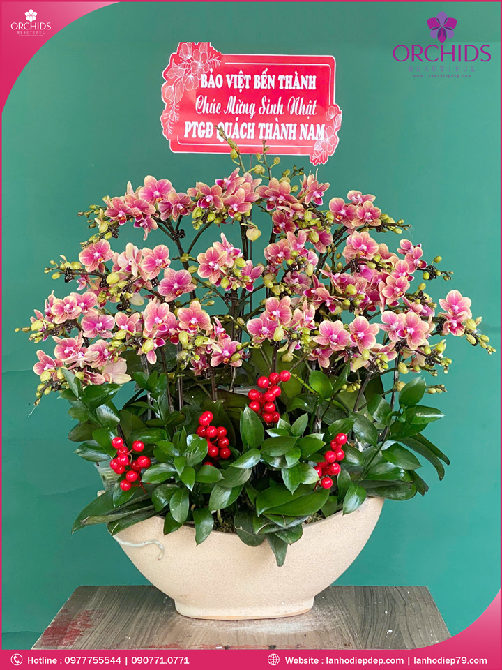 Chậu hoa lan hồ điệp mini 10 cành