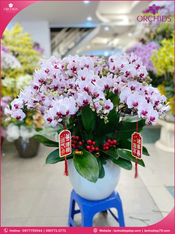 Chậu hoa lan hồ diệp mini hồng 12 cành