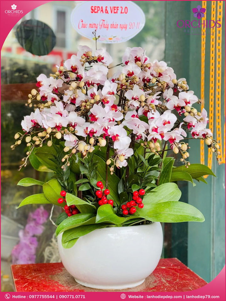 Chậu hoa lan hồ điệp mini 12 cành