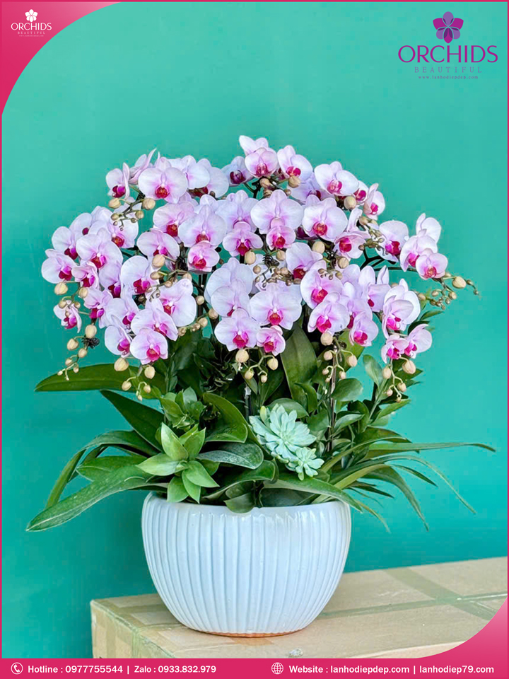 Chậu hoa lan hồ điệp mini 12 cành