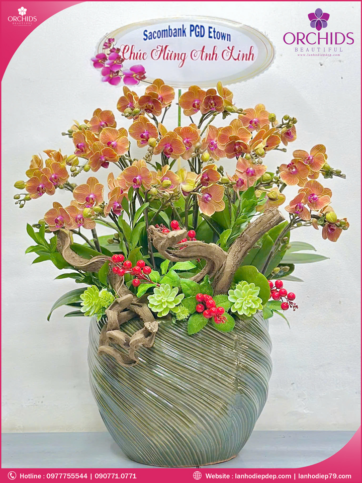 Chậu hoa lan hồ điệp mini 12 cành