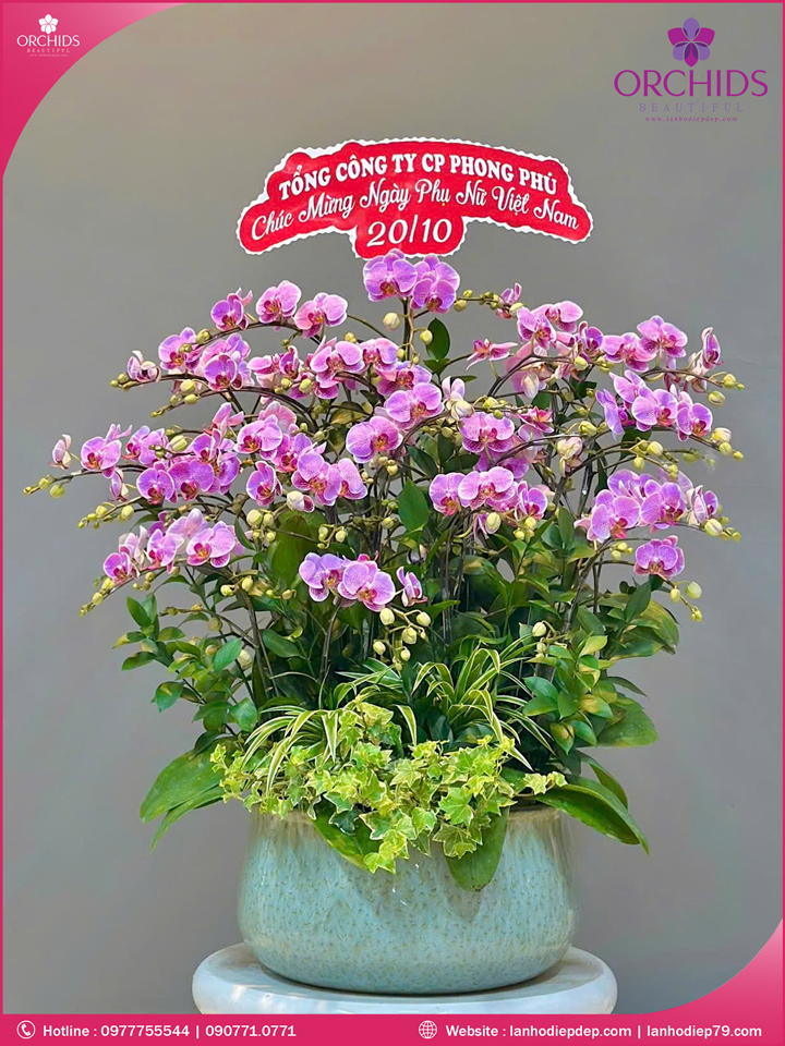 Chậu hoa lan hồ điẹp mini 15 cành