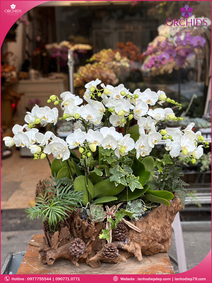 Chậu hoa lan hồ điệp mini 15 cành