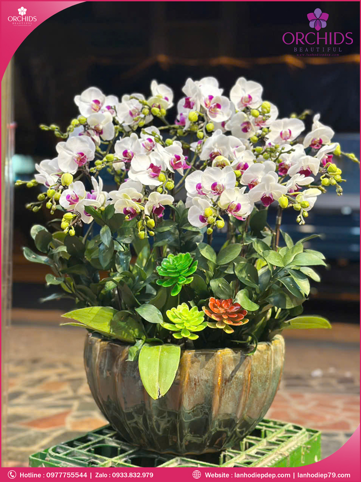Chậu hoa lan hồ điệp mini 15 cành