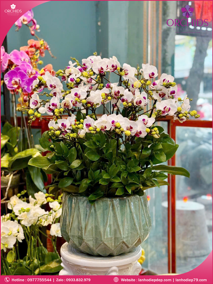 Chậu hoa lan hồ điệp mini 15 cành