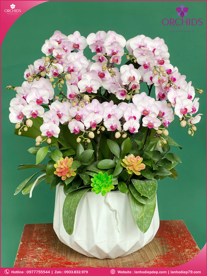 Chậu hoa lan hồ điệp mini 15 cành