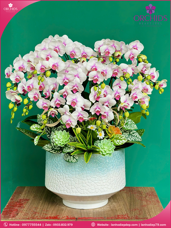 Chậu hoa lan hồ điệp mini 15 cành