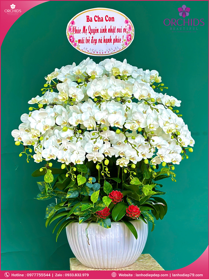 Chậu hoa lan hồ điệp mini 15 cành