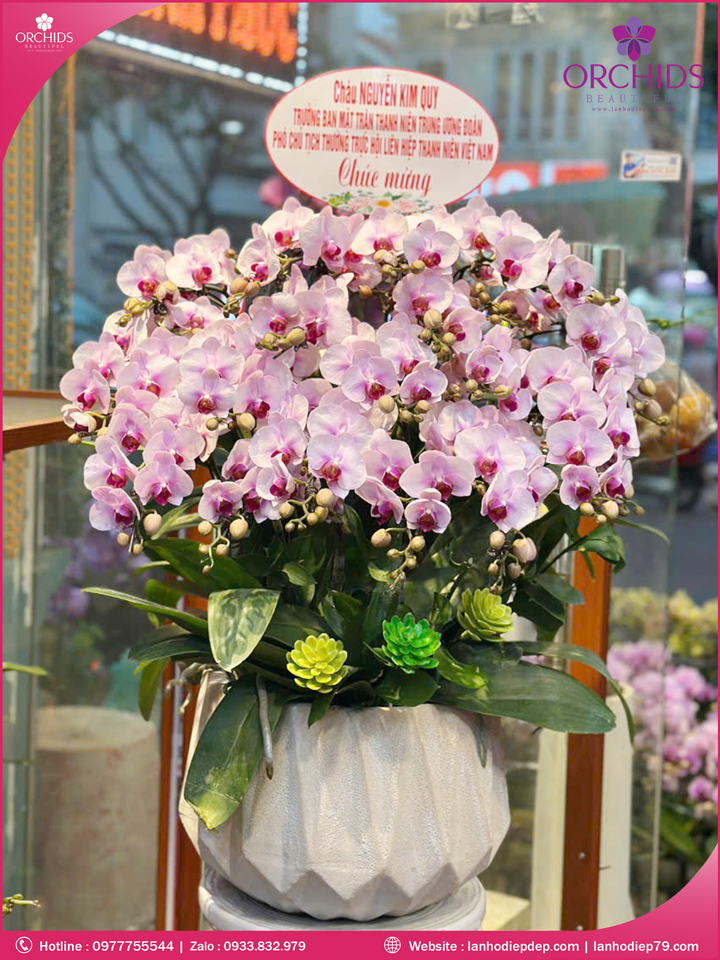 Chậu hoa lan hồ điệp mini 16 cành