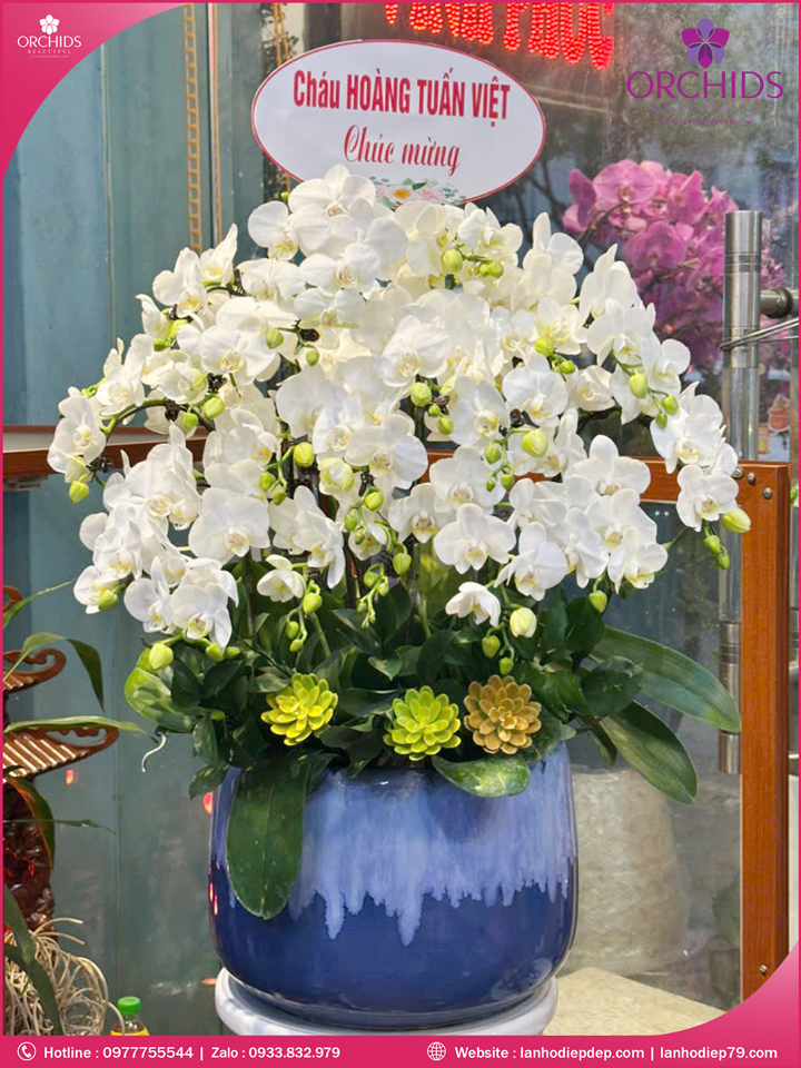 Chậu hoa lan hồ điệp mini 16 cành