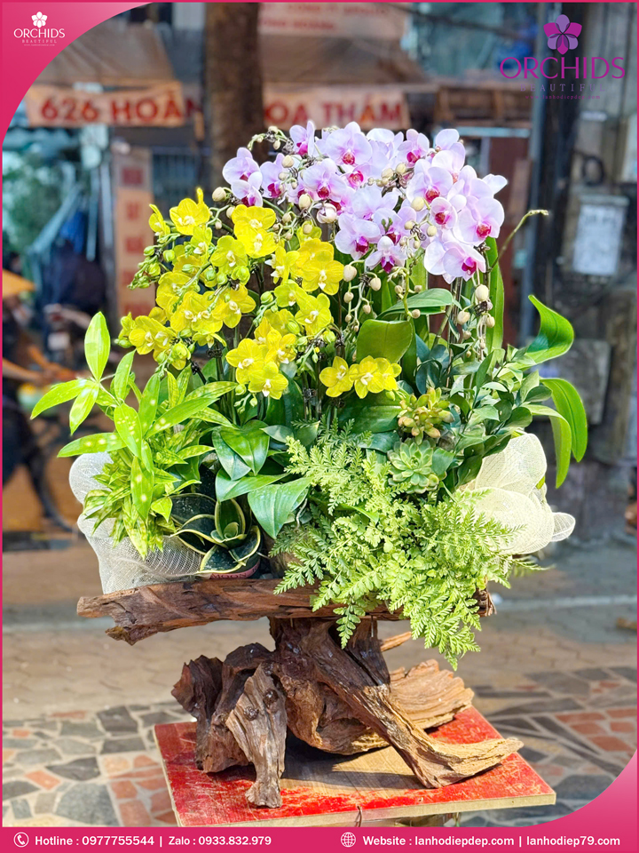 Chậu hoa lan hồ điệp mini ghép lũa 16 cành