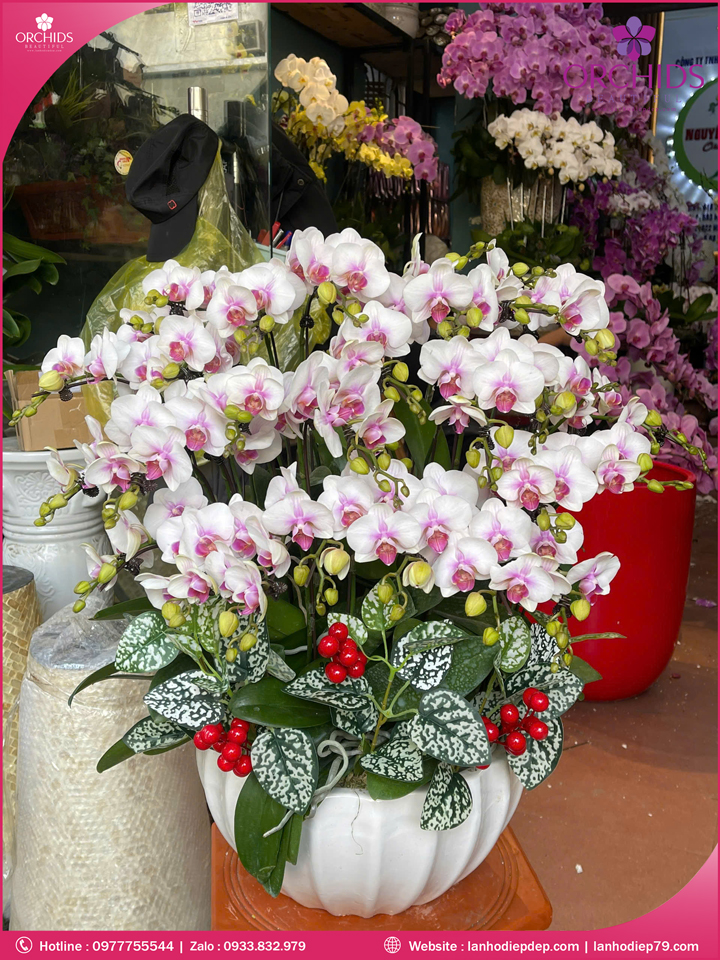 Chậu hoa lan hồ điệp mini 18 cành