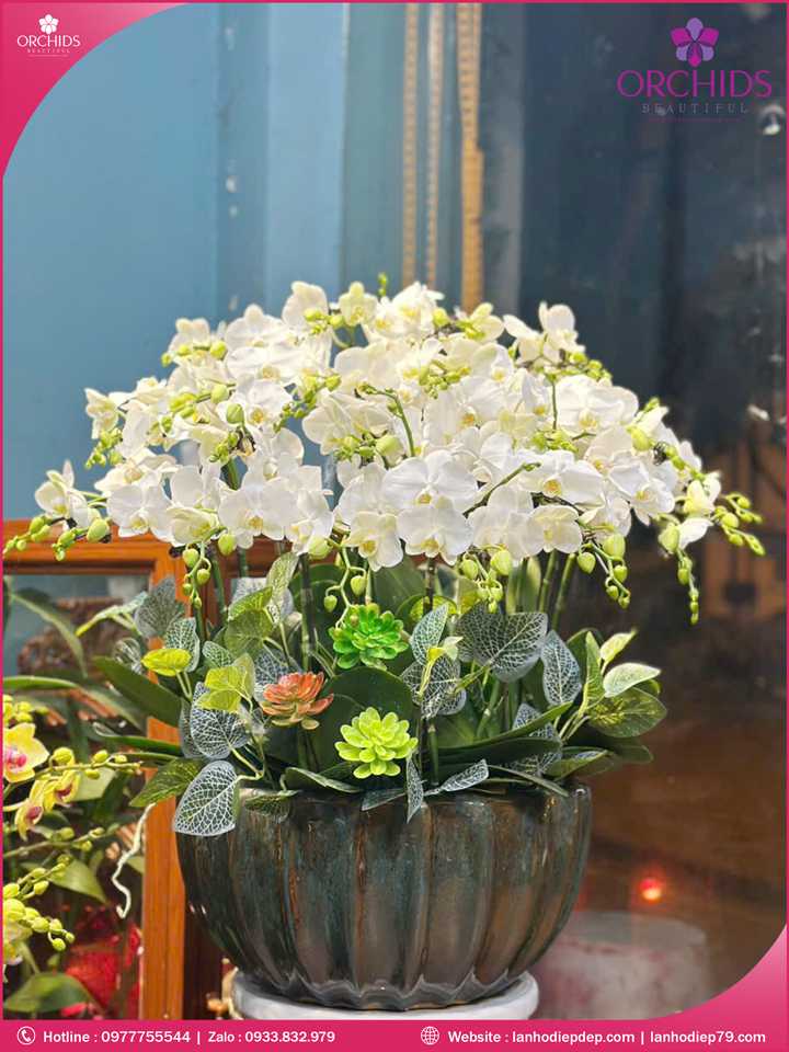 Chậu hoa lan hồ điệp mini 18 cành