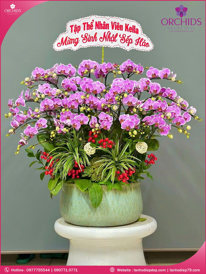 Chậu hoa lan hồ điệp mini 20 cành