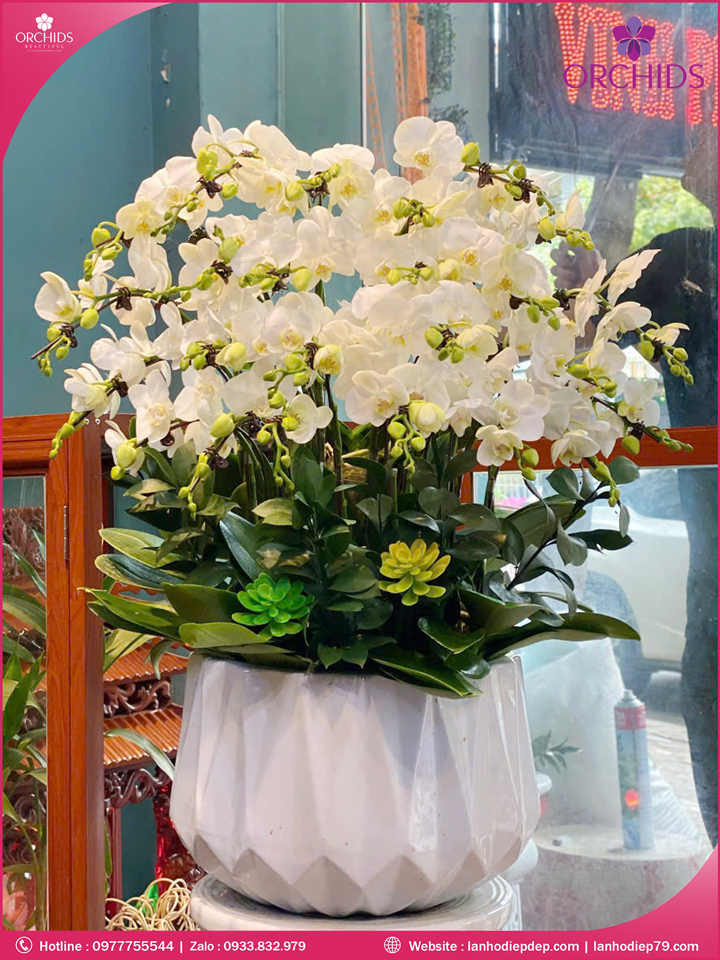 Chậu hoa lan hồ điệp mini 20 cành