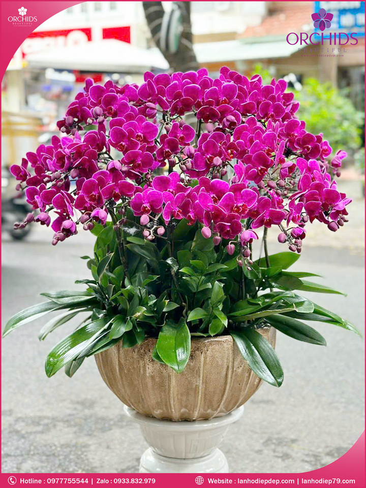 Chậu hoa lan hồ điệp mini 20 cành