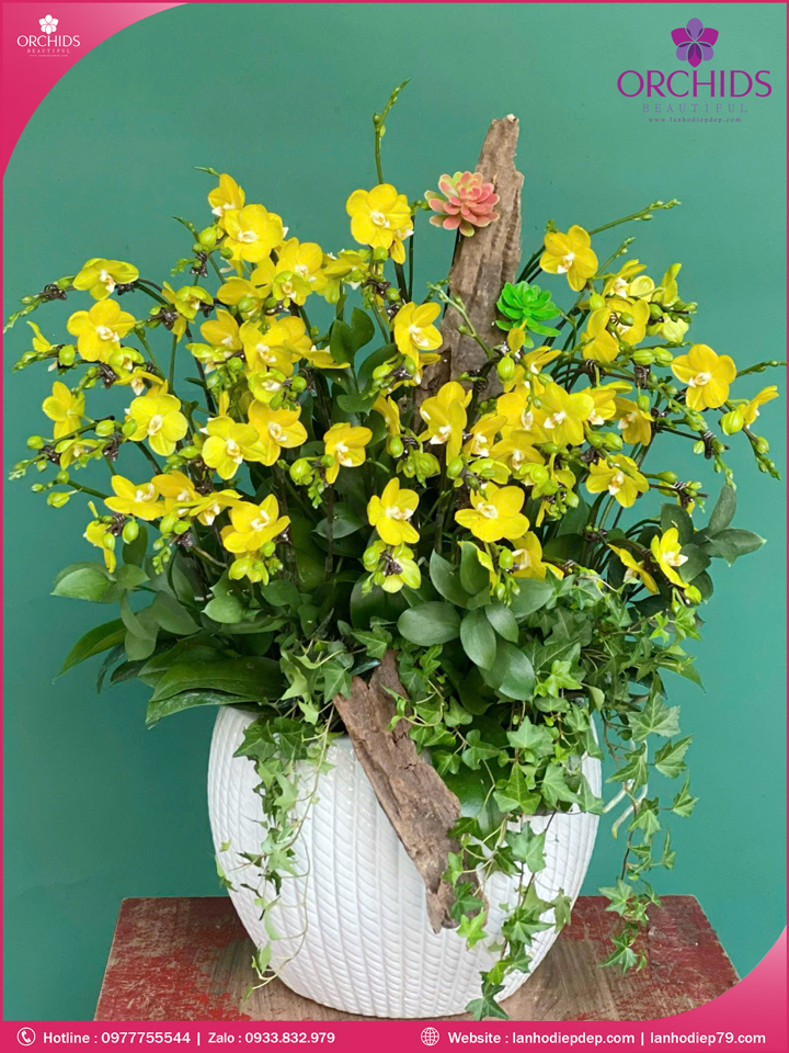 Chậu hoa lan hồ điệp mini 20 cành