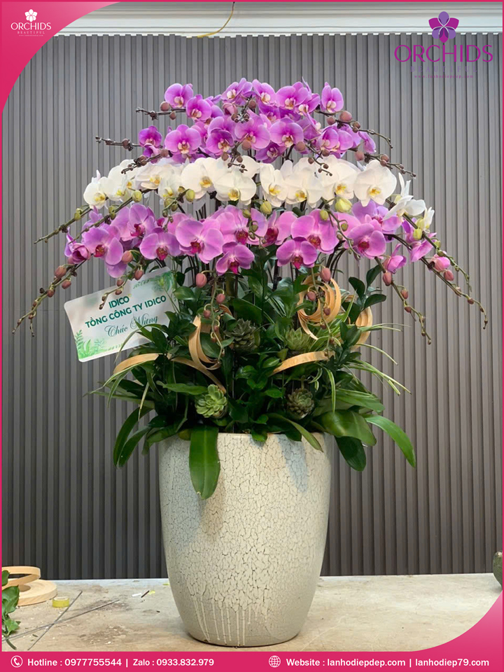 Chậu hoa lan hồ điệp mini 20 cành