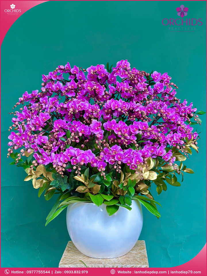 Chậu hoa lan hồ điệp mini 20 cành M94