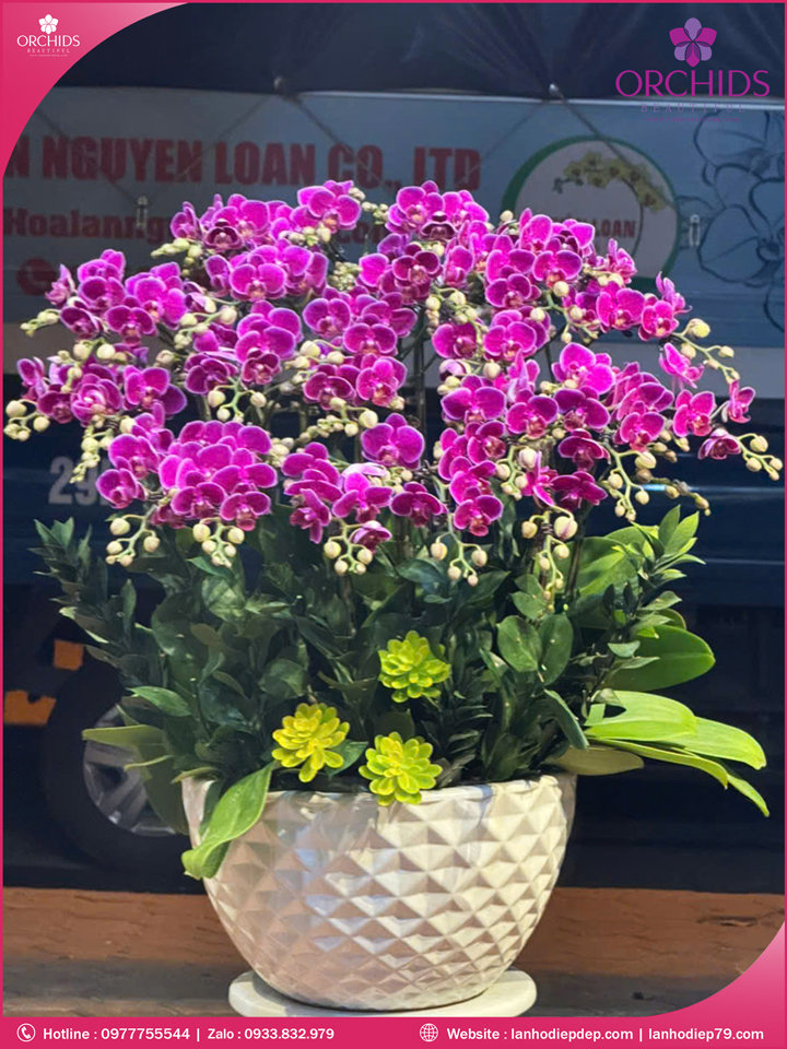 Chậu hoa lan hồ điệp mini 22 cành