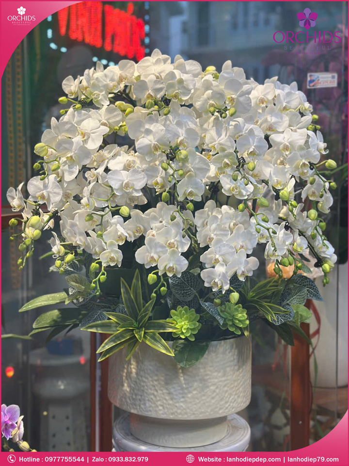 Chậu hoa lan hồ điệp mini 25 cành