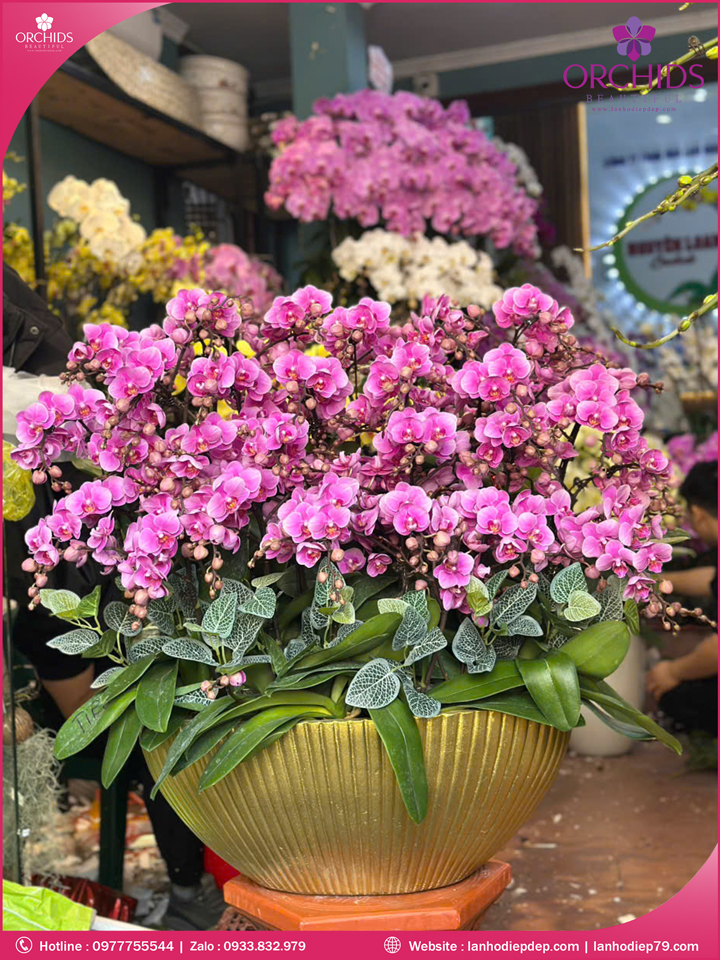 Chậu hoa lan hồ điệp mini 30 cành