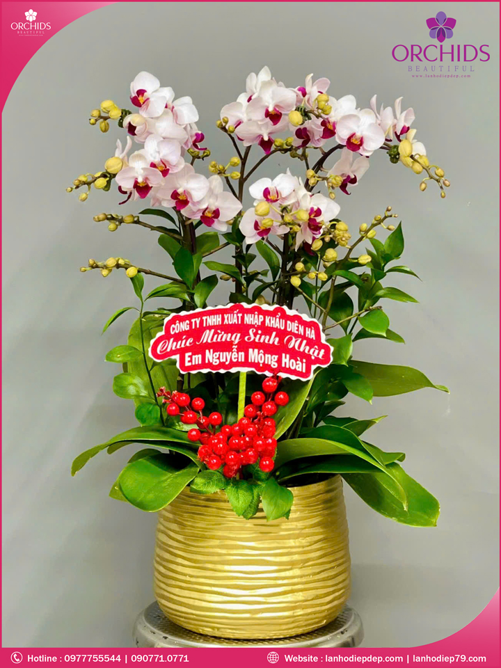 Chậu hoa lan hồ điệp mini 5 cành